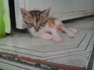 Gato raça Biraças  idade 2 a 6 meses nome Eles n tem nomes