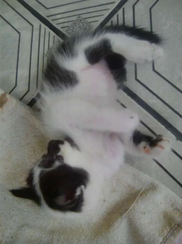 Gato ra a Biraças  idade 2 a 6 meses nome Eles n tem nomes