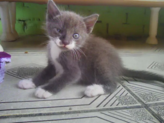 Gato ra a Biraças  idade 2 a 6 meses nome Eles n tem nomes