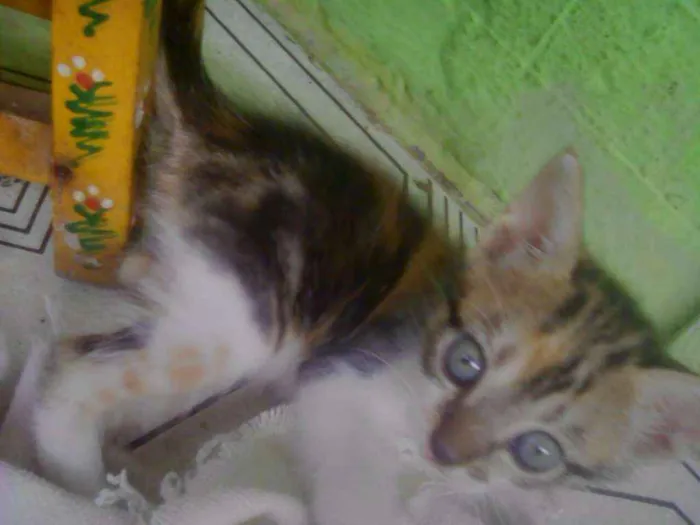 Gato ra a Biraças  idade 2 a 6 meses nome Eles n tem nomes