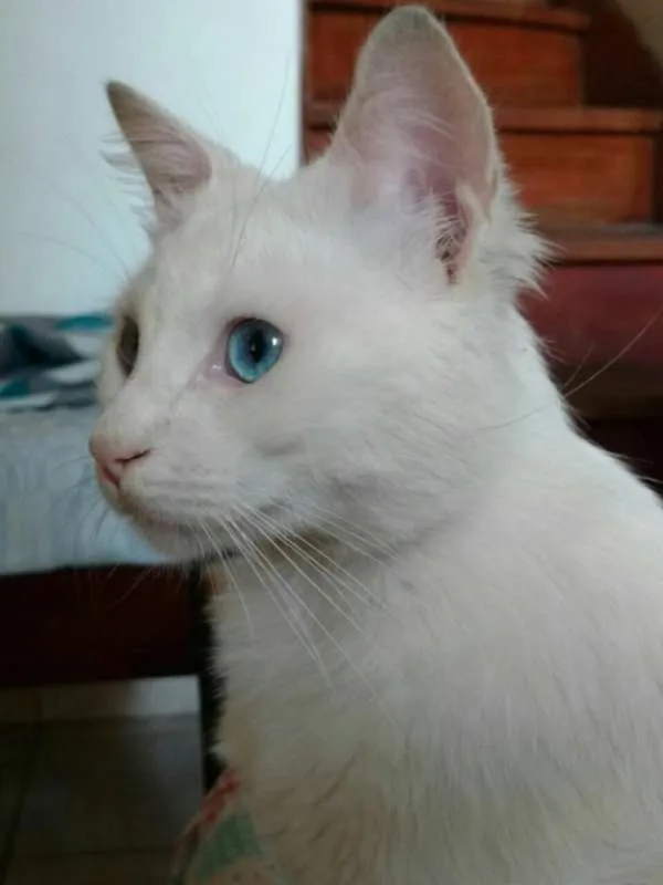Gato ra a SRD idade 1 ano nome Mingau