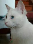 Mingau