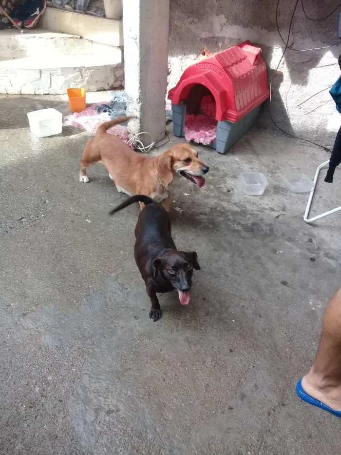 Cachorro ra a  idade  nome Quira