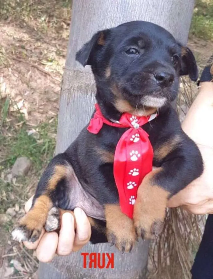Cachorro ra a Srd idade 2 a 6 meses nome Kurt