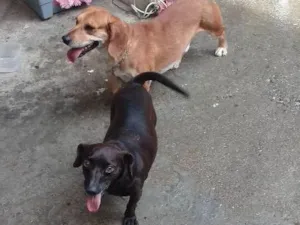 Cachorro raça  idade  nome Quira