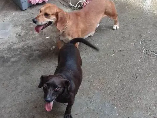 Cachorro ra a  idade  nome Quira