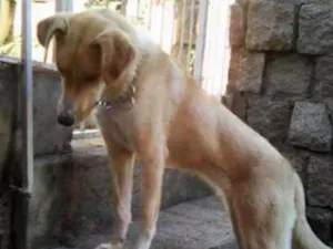 Cachorro raça Cruza Border Colie c/ Labrador idade 1 ano nome Rayka