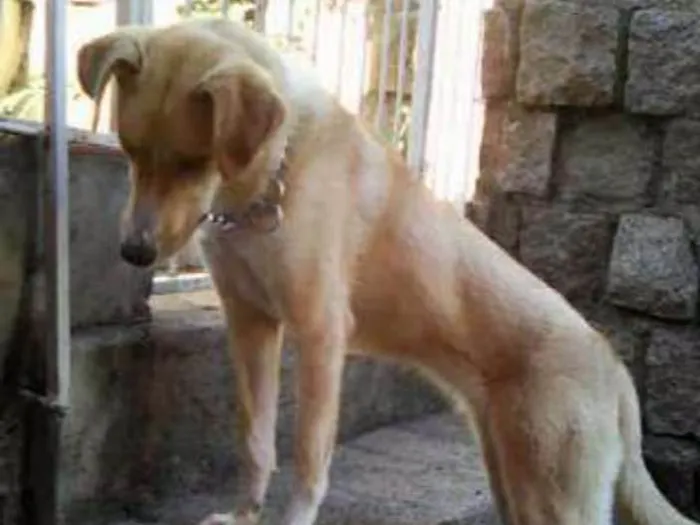Cachorro ra a Cruza Border Colie c/ Labrador idade 1 ano nome Rayka