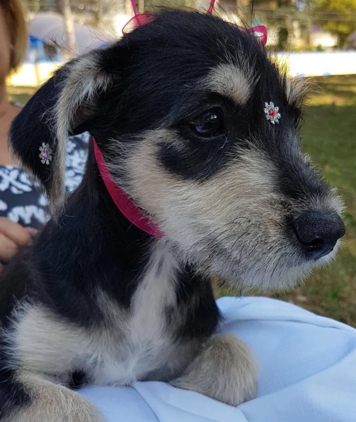 Cachorro ra a Srd idade 2 a 6 meses nome Sofia