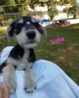 Sofia