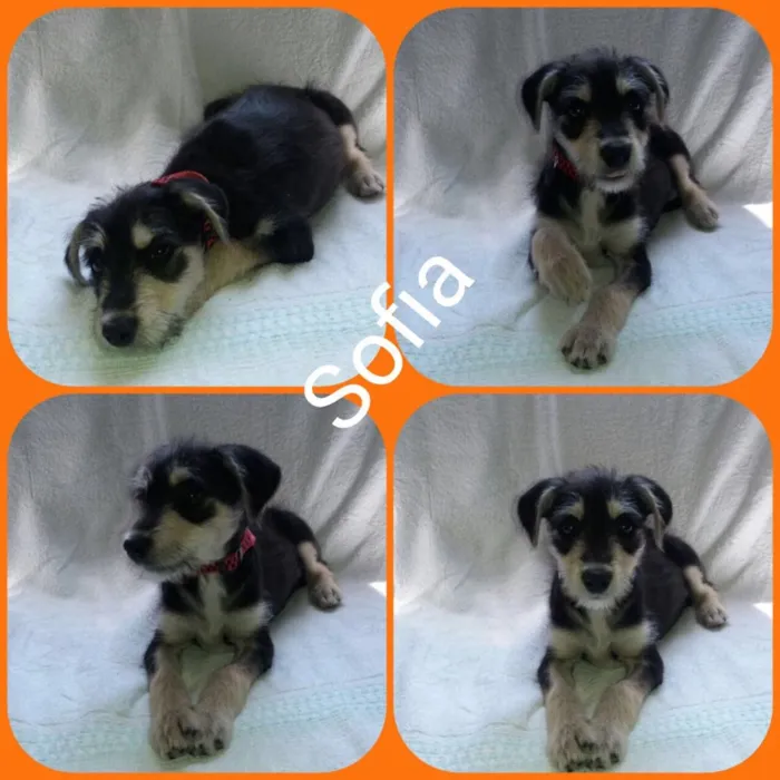 Cachorro ra a Srd idade 2 a 6 meses nome Sofia