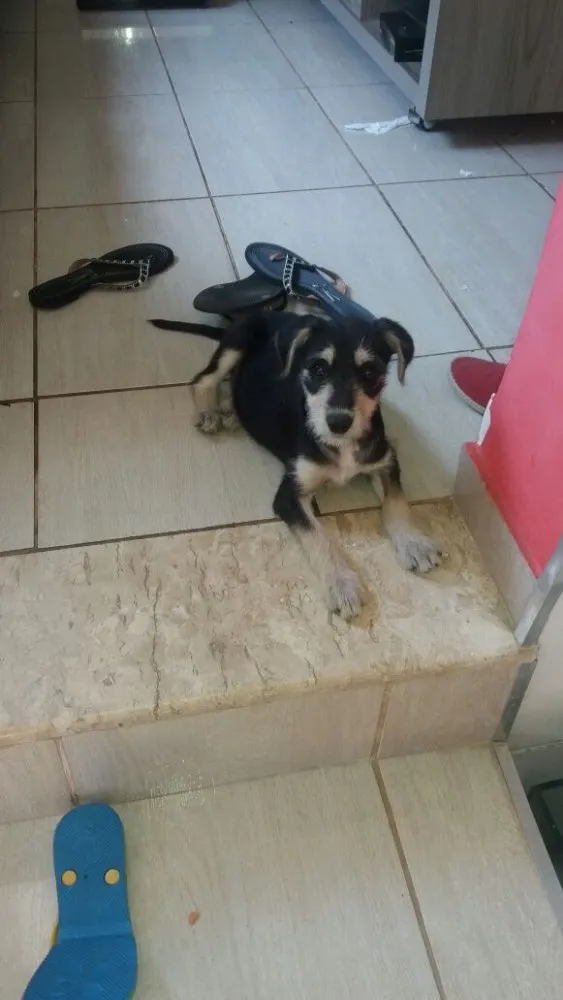 Cachorro ra a Srd idade 2 a 6 meses nome Sofia