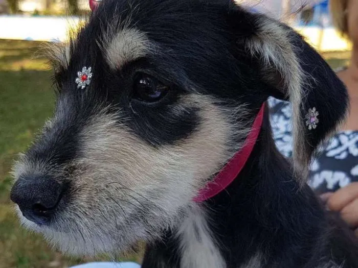 Cachorro ra a Srd idade 2 a 6 meses nome Sofia