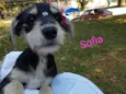 Sofia
