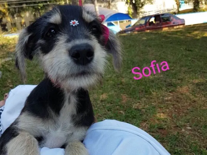Cachorro ra a Srd idade 2 a 6 meses nome Sofia