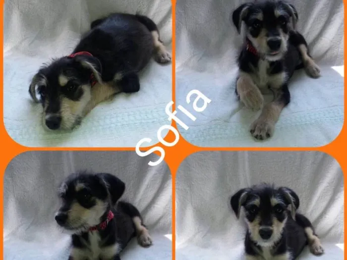 Cachorro ra a Srd idade 2 a 6 meses nome Sofia