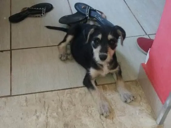 Cachorro ra a Srd idade 2 a 6 meses nome Sofia