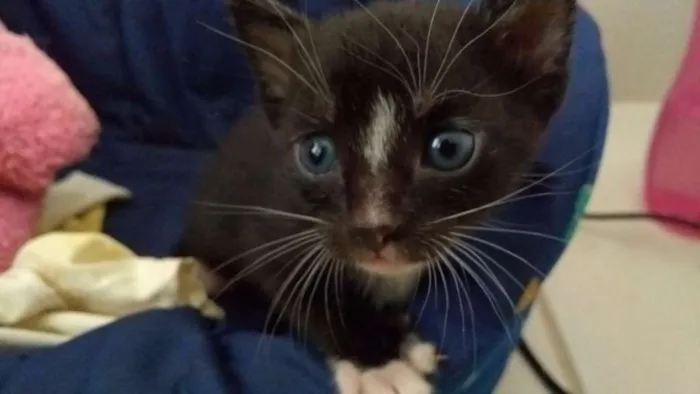 Gato ra a SRD idade Abaixo de 2 meses nome Tempestade