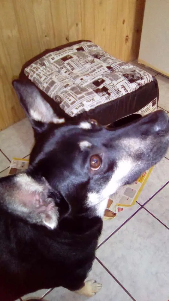 Cachorro ra a Vira lata idade 1 ano nome Scott 