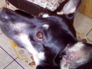 Cachorro raça Vira lata idade 1 ano nome Scott 