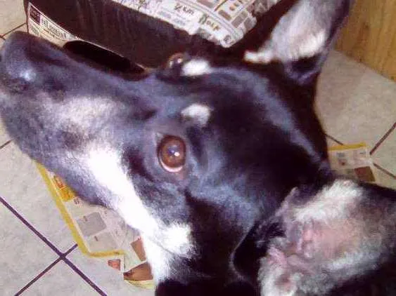 Cachorro ra a Vira lata idade 1 ano nome Scott 