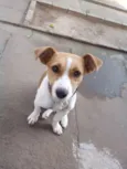 Pipoca