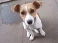 Pipoca