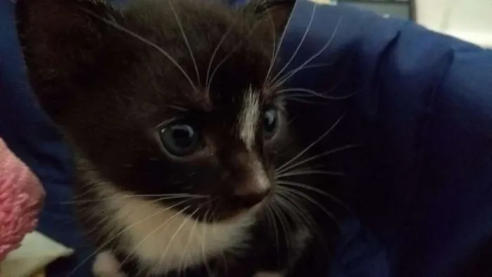 Gato ra a SRD idade Abaixo de 2 meses nome Tempestade
