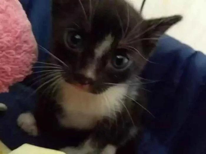 Gato ra a SRD idade Abaixo de 2 meses nome Tempestade