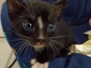 Gato raça SRD idade Abaixo de 2 meses nome Tempestade