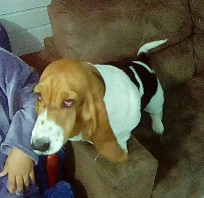 Cachorro ra a basset hound idade 3 anos nome nina