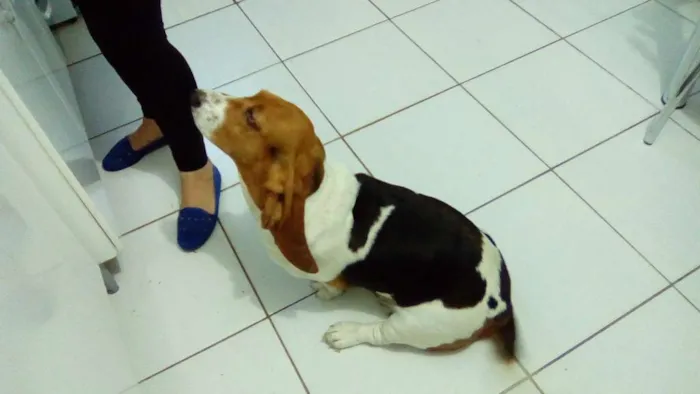 Cachorro ra a basset hound idade 3 anos nome nina