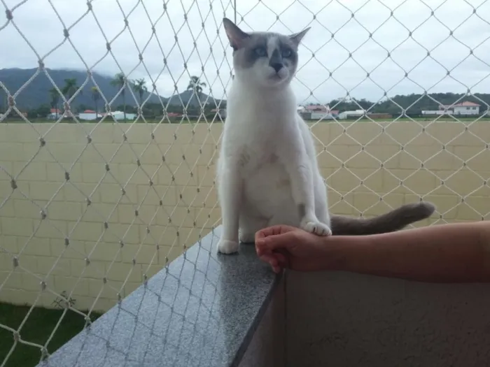 Gato ra a  idade 1 ano nome Luna
