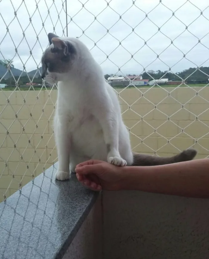 Gato ra a  idade 1 ano nome Luna