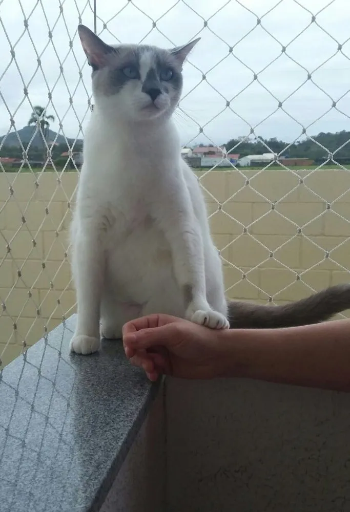 Gato ra a  idade 1 ano nome Luna