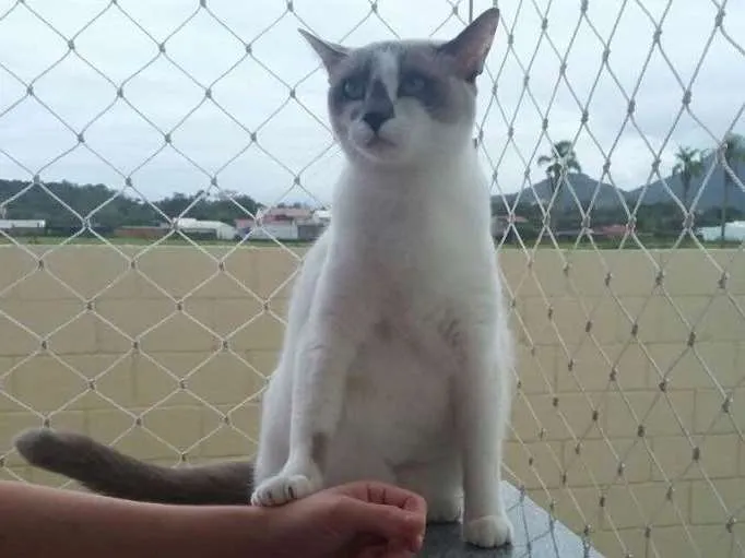 Gato ra a  idade 1 ano nome Luna