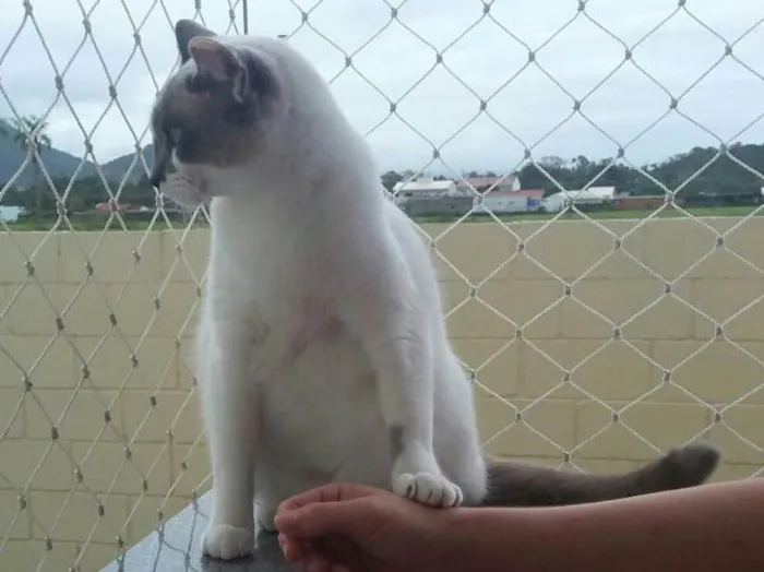 Gato ra a  idade 1 ano nome Luna