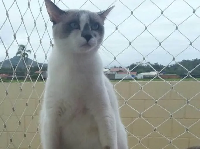 Gato ra a  idade 1 ano nome Luna