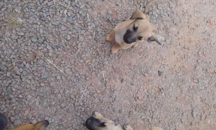 Cachorro ra a srd idade 2 a 6 meses nome Marvim