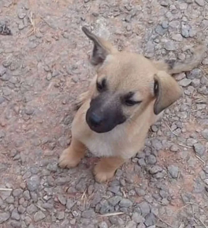 Cachorro ra a srd idade 2 a 6 meses nome Marvim