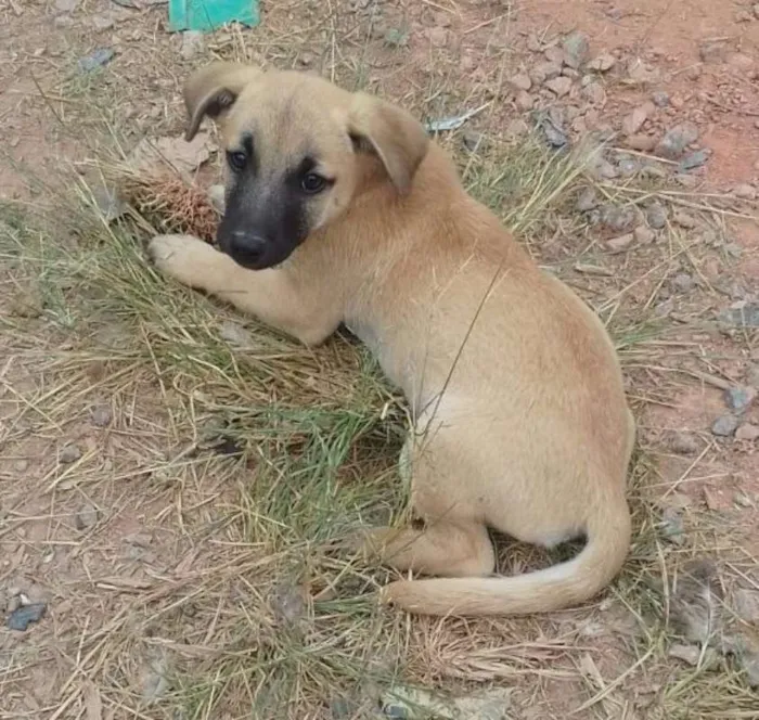 Cachorro ra a srd idade 2 a 6 meses nome Marvim