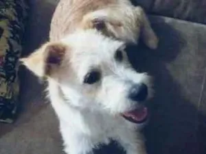 Cachorro raça SRD idade 1 ano nome ZOÉ