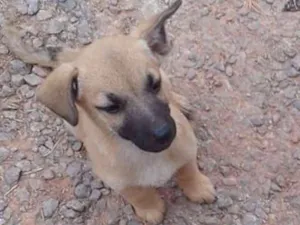 Cachorro raça srd idade 2 a 6 meses nome Marvim