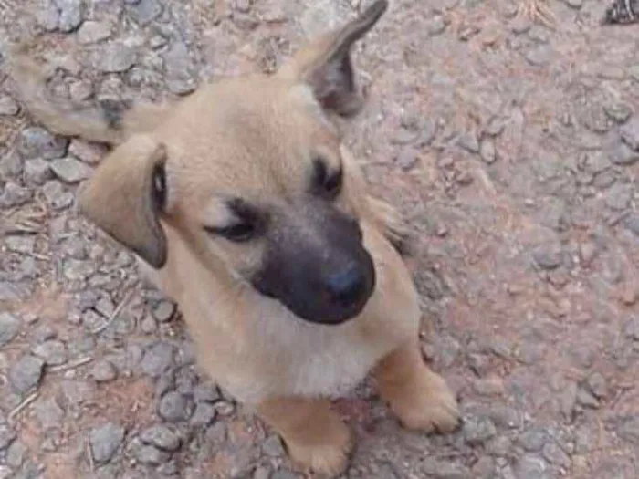 Cachorro ra a srd idade 2 a 6 meses nome Marvim