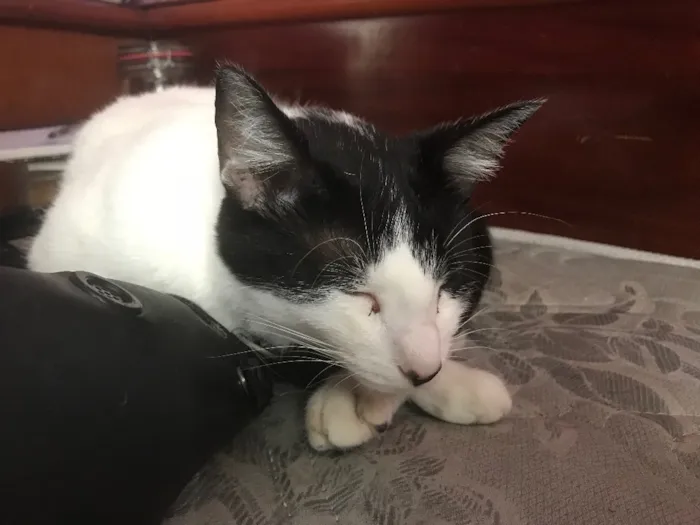 Gato ra a SRD idade 1 ano nome Magrão