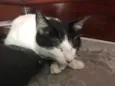 Magrão