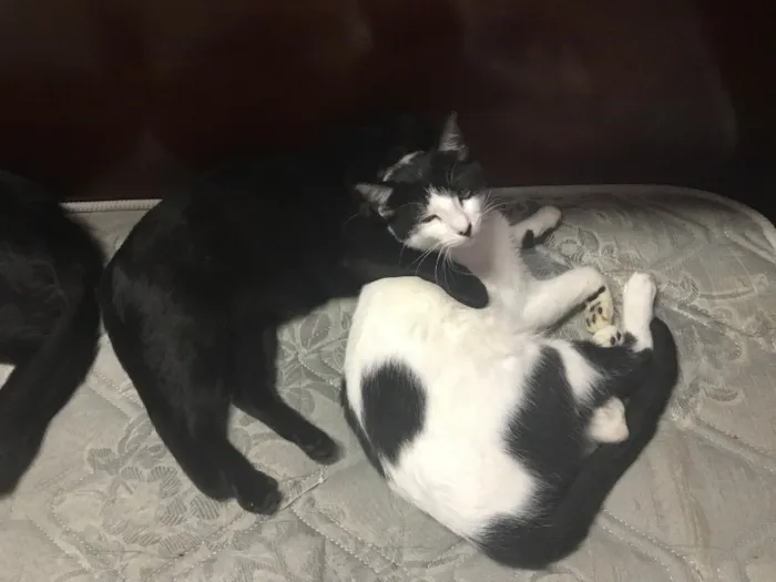 Gato ra a SRD idade 1 ano nome Magrão