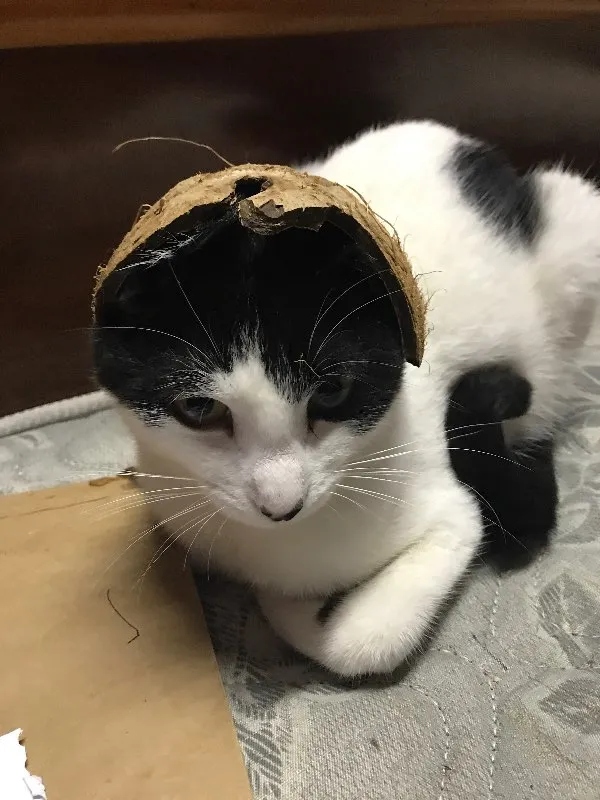 Gato ra a SRD idade 1 ano nome Magrão