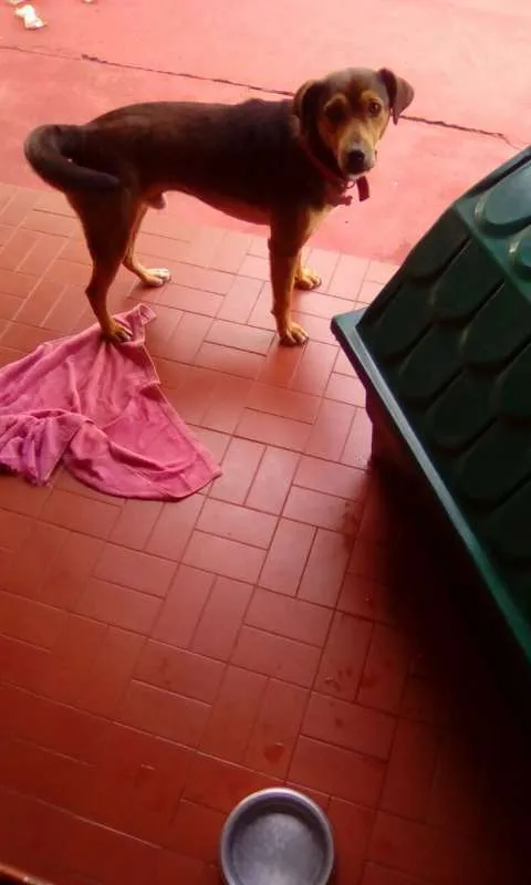Cachorro ra a sem raça idade 1 ano nome Kiko