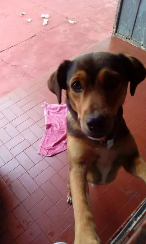 Cachorro ra a sem raça idade 1 ano nome Kiko